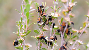 Wallpaper thumb: Scarab Beetle (Phyllotocus sp)